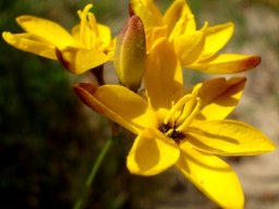 Ixia dubia bud among flowers